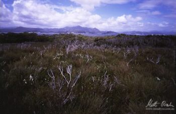 Mt Berry and Port Davey.image