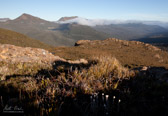 Day 2 : Sunrise over the Picton River watershed; Mt Wylly and Mt Victoria Cross dominate the skyline.