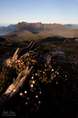 The Mountain Rocket was in full flower in February