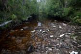 This long deep stretch with thick scrubby banks led us to gear up and paddle - but only round the corner the river vanished into a swamp with dense horizontal and tea tree slowing progress to about 4km for the day - an afternoon of rain only topped it off.